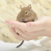 デグーを飼っている芸能人