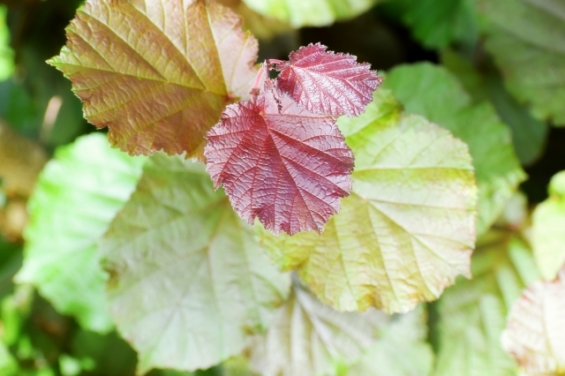 ハシバミとはヘーゼルナッツのことだった デグはぴ